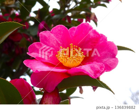 2月の花花 136839882