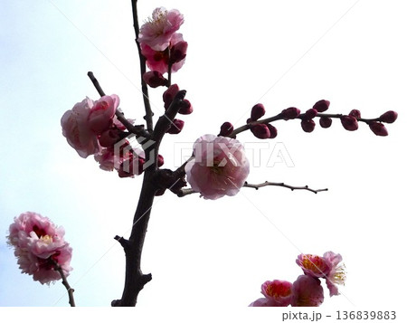 2月の花花 2月の花花 136839883