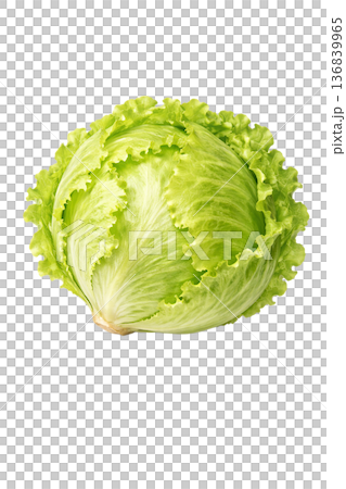 Watercolor illustration of lettuce | Fresh and cute leafy vegetable motif 136839965