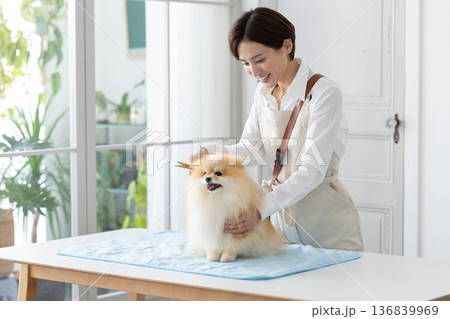 トリマー　ポメラニアンのトリミングをしているトリマー 136839969