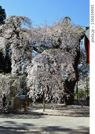 福島県いわき市　小川諏訪神社のシダレザクラ 136839995