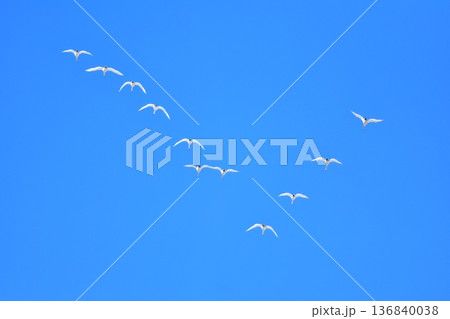 青空と白鳥 136840038