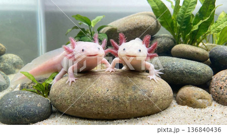 ウーパールーパーのペア 136840436