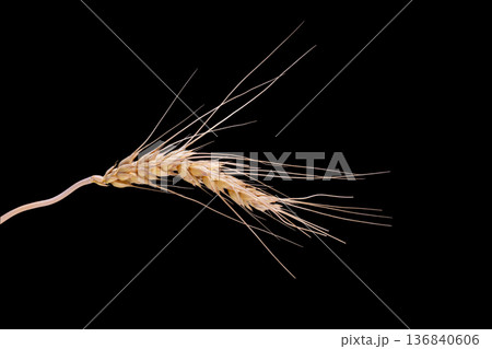 Barley Rice Isolated On a black Background 136840606