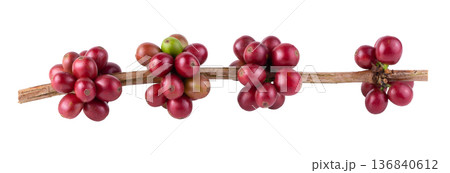 Fresh Arabica Coffee beans ripening isolated on white background Fresh Arabica Coffee beans ripening isolated on white background 136840612