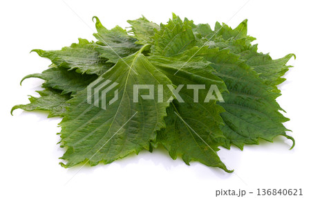 Fresh Green Shiso or Oba leaf isolated on a white background. Fresh Green Shiso or Oba leaf isolated on a white background. 136840621