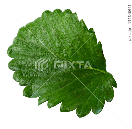 Green Strawberry Leaf isolated over white background 136840641