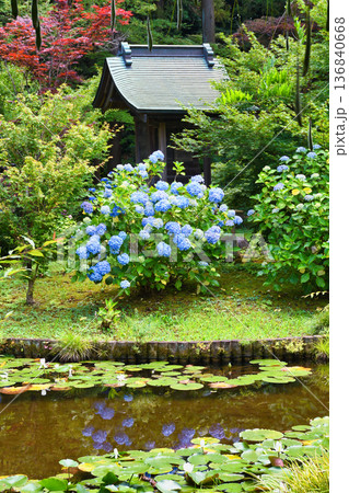 本土寺　弁天池と睡蓮と弁天堂とあじさい（千葉県松戸市） 136840668