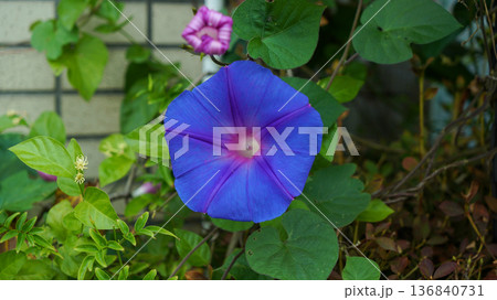 Blue Morning Glory in Outdoor Garden Blue Morning Glory in Outdoor Garden 136840731