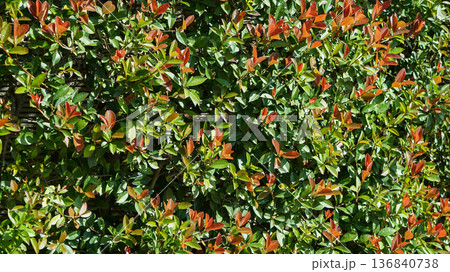 Photinia glabra tree Photinia glabra tree 136840738