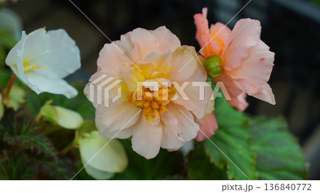 Macro photo of begonia flower 136840772