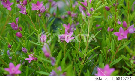 pink flower of Crowea exalata pink flower of Crowea exalata 136840774