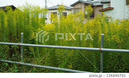 yellow Solidago gigantea on the street yellow Solidago gigantea on the street 136840781