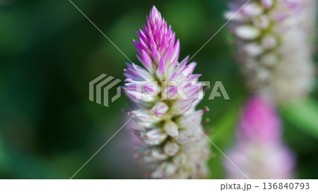 macro photography of pink cockscomb flower macro photography of pink cockscomb flower 136840793