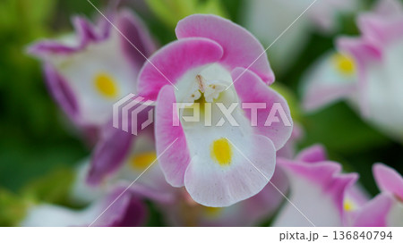 Macro photography of pink Torenia fournieri Flowers Macro photography of pink Torenia fournieri Flowers 136840794
