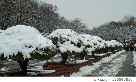 A snowy park trail planted with ornamental pine trees A snowy park trail planted with ornamental pine trees 136840816