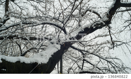 Long tree branches covered in snow 136840822
