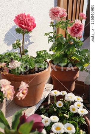 玄関回りの春の花寄せ鉢 玄関回りの春の花寄せ鉢 136840909