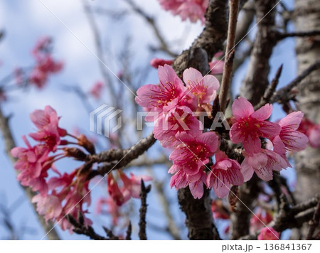 沖縄県の桜・ヒカンザクラ 沖縄県の桜・ヒカンザクラ 136841367