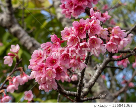 沖縄県の桜・ヒカンザクラ 沖縄県の桜・ヒカンザクラ 136841368