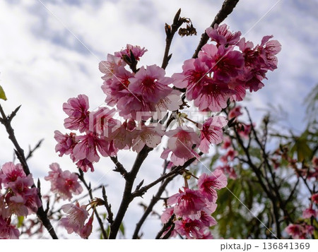 沖縄県の桜・ヒカンザクラ 136841369