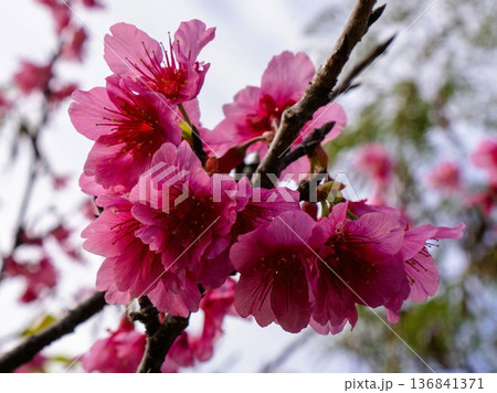 沖縄県の桜・ヒカンザクラ 沖縄県の桜・ヒカンザクラ 136841371