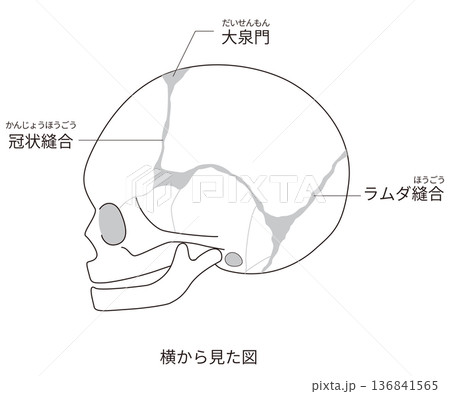 横から見た乳児(赤ちゃん)の頭蓋骨と縫合線と大泉門の解剖図(日本語ラベル付き) 横から見た乳児(赤ちゃん)の頭蓋骨と縫合線と大泉門の解剖図(日本語ラベル付き) 136841565