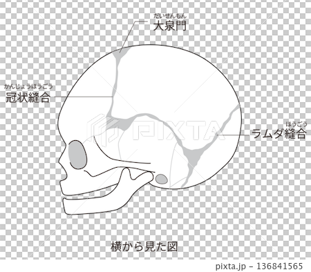 横から見た乳児(赤ちゃん)の頭蓋骨と縫合線と大泉門の解剖図(日本語ラベル付き) 横から見た乳児(赤ちゃん)の頭蓋骨と縫合線と大泉門の解剖図(日本語ラベル付き) 136841565
