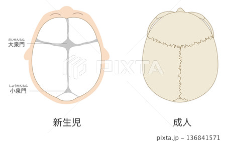 乳児(赤ちゃん)と大人の頭蓋骨の発達の違いを比較した解剖イラスト 乳児(赤ちゃん)と大人の頭蓋骨の発達の違いを比較した解剖イラスト 136841571