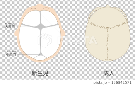 乳児(赤ちゃん)と大人の頭蓋骨の発達の違いを比較した解剖イラスト 乳児(赤ちゃん)と大人の頭蓋骨の発達の違いを比較した解剖イラスト 136841571