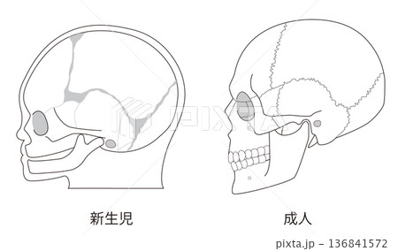 白黒線画　乳児（赤ちゃん）と大人の頭蓋骨の発達の違いを比較した解剖イラスト 136841572