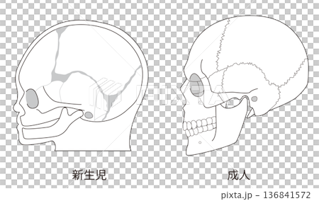 白黒線画　乳児（赤ちゃん）と大人の頭蓋骨の発達の違いを比較した解剖イラスト 136841572