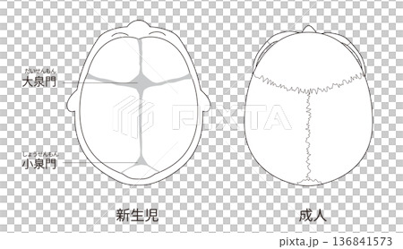 黑白線條畫,解剖圖,比較嬰兒和成人顱骨發育的差異 黑白線條畫,解剖圖,比較嬰兒和成人顱骨發育的差異 136841573