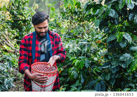 man in a red and black plaid shirt is picking coffee beans man in a red and black plaid shirt is picking coffee beans 136841653