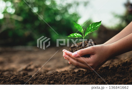 person is holding a small plant in their hand person is holding a small plant in their hand 136841662