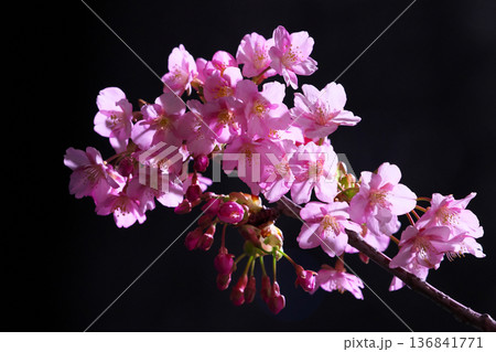 スカイツリーの下に咲く街灯に照らされた河津桜 136841771