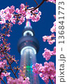 スカイツリーと河津桜1 136841773