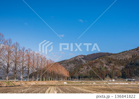 知内川沿いのメタセコイア並木　滋賀県高島市マキノ町 136841822