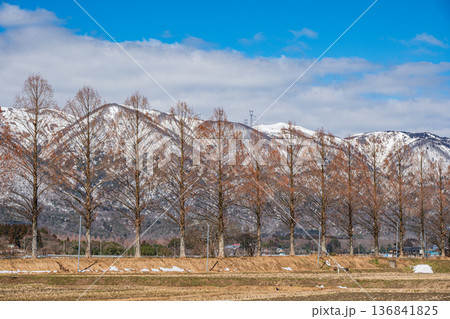 知内川沿いのメタセコイア並木 滋賀県高島市マキノ町 知内川沿いのメタセコイア並木 滋賀県高島市マキノ町 136841825