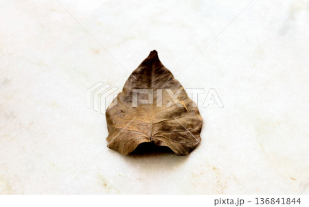 Close-Up of a Dry Brown Leaf on Light Surface Close-Up of a Dry Brown Leaf on Light Surface 136841844