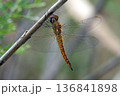 ウスバキトンボ 136841898
