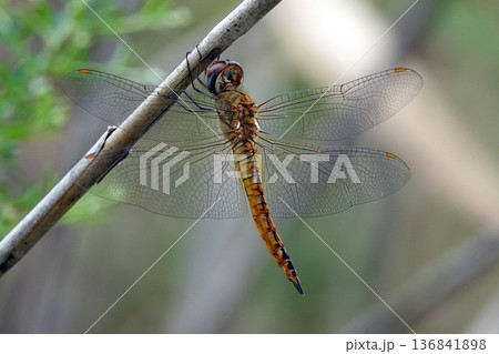 ウスバキトンボ 136841898