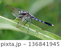 シオカラトンボ 136841945