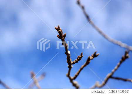 春を待つ桜の蕾 春を待つ桜の蕾 136841997