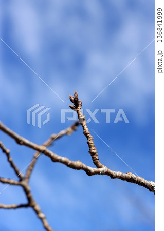 春を待つ桜の蕾 春を待つ桜の蕾 136841999