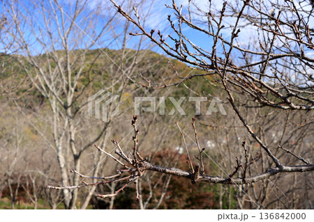 春を待つ桜の蕾 春を待つ桜の蕾 136842000