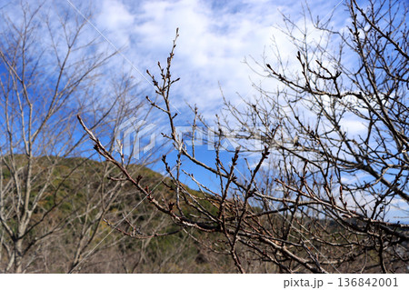 春を待つ桜の蕾 136842001
