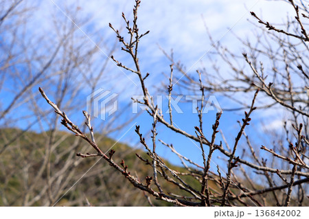 春を待つ桜の蕾 春を待つ桜の蕾 136842002