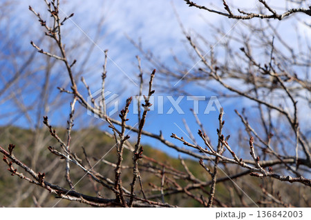 春を待つ桜の蕾 136842003