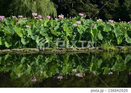 古河市総合公園の池に投影する大賀ハスの花畑 136842020